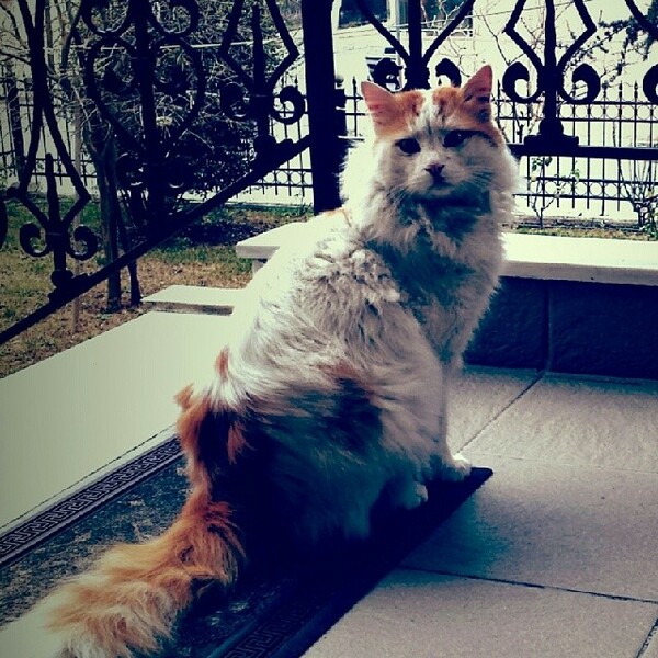 #LIFOPETS (28): Αυτά είναι τα κατοικίδιά μας