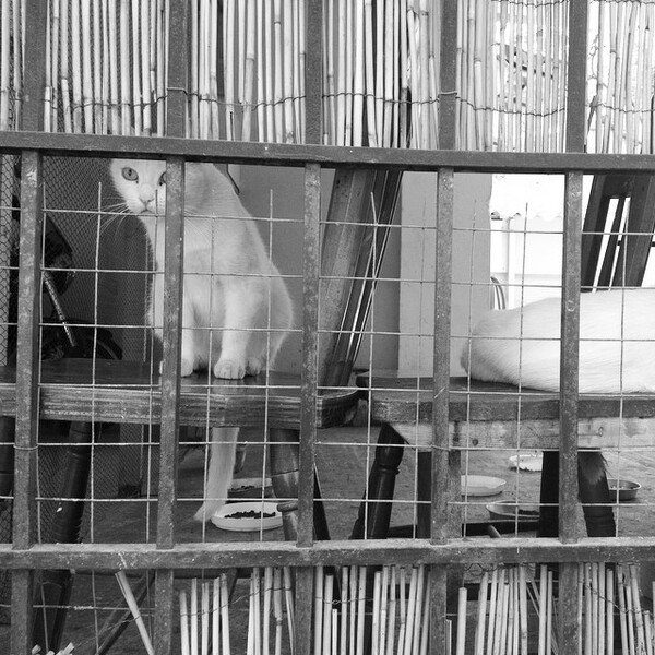 #LIFOPETS (57): Αυτά είναι τα κατοικίδιά μας