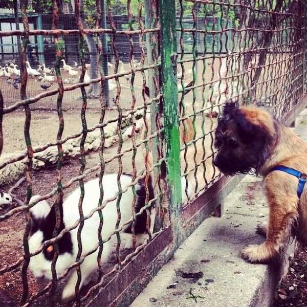 #LIFOPETS (41): Αυτά είναι τα κατοικίδιά μας