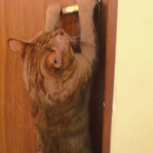 #LIFOPETS (57): Αυτά είναι τα κατοικίδιά μας