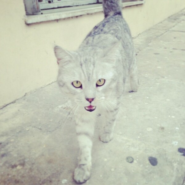 #LIFOPETS (33): Αυτά είναι τα κατοικίδιά μας