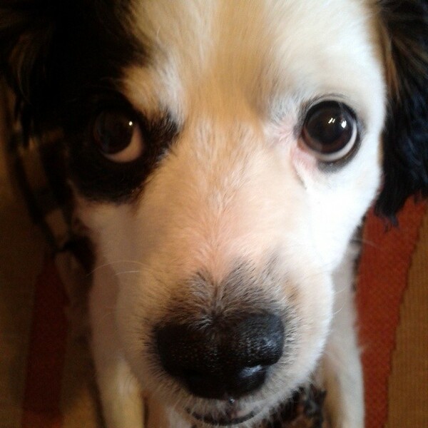 #LIFOPETS (57): Αυτά είναι τα κατοικίδιά μας