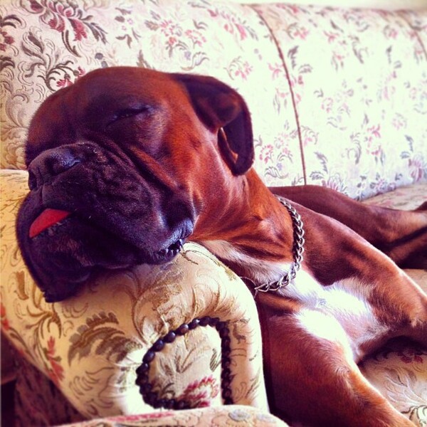 #LIFOPETS (34): Αυτά είναι τα κατοικίδιά μας