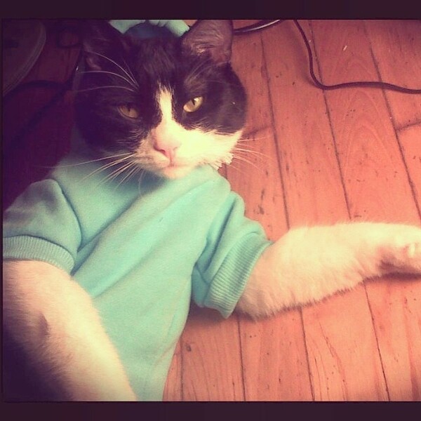 #LIFOPETS (34): Αυτά είναι τα κατοικίδιά μας