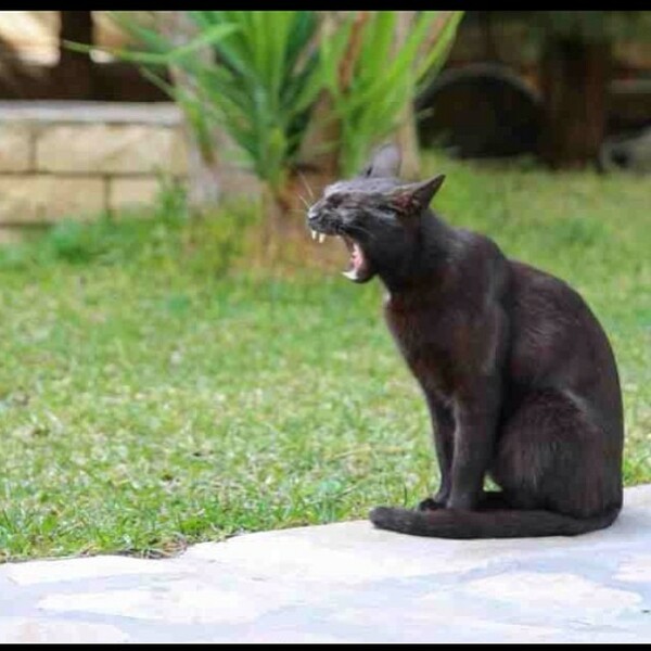 #LIFOPETS (42): Αυτά είναι τα κατοικίδιά μας