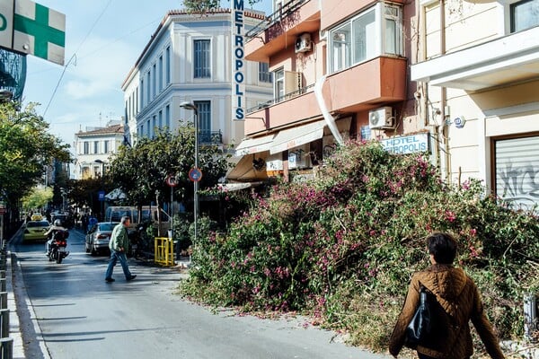 Γιατί κόπηκε η μεγαλύτερη μπουκαμβίλια της Αθήνας;