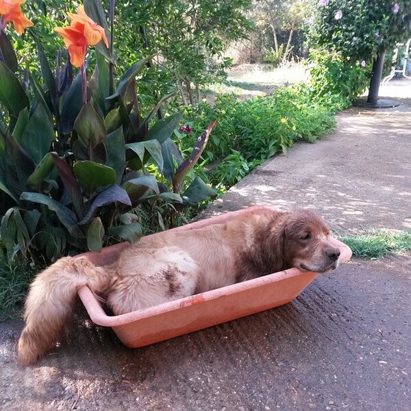 #LIFOPETS (57): Αυτά είναι τα κατοικίδιά μας