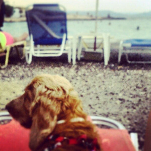 #LIFOPETS (57): Αυτά είναι τα κατοικίδιά μας