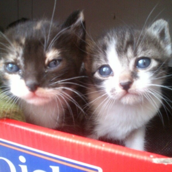 #LIFOPETS (34): Αυτά είναι τα κατοικίδιά μας