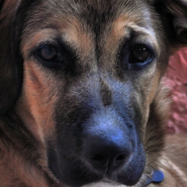 #LIFOPETS (51): Αυτά είναι τα κατοικίδιά μας
