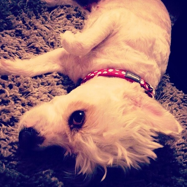#LIFOPETS (28): Αυτά είναι τα κατοικίδιά μας