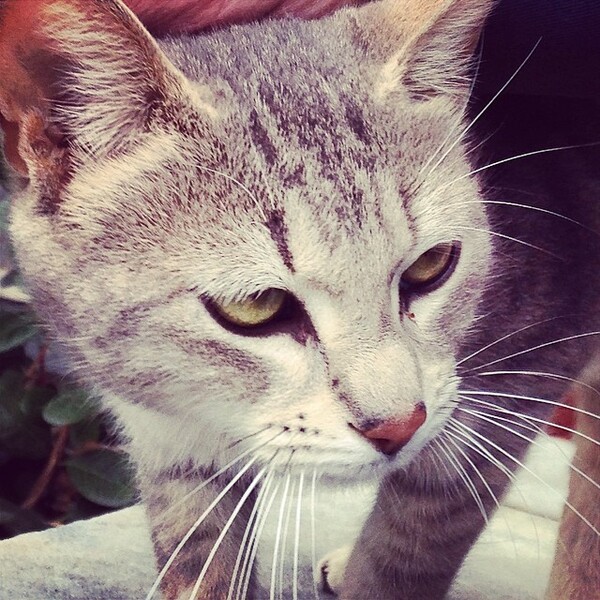 #LIFOPETS (33): Αυτά είναι τα κατοικίδιά μας