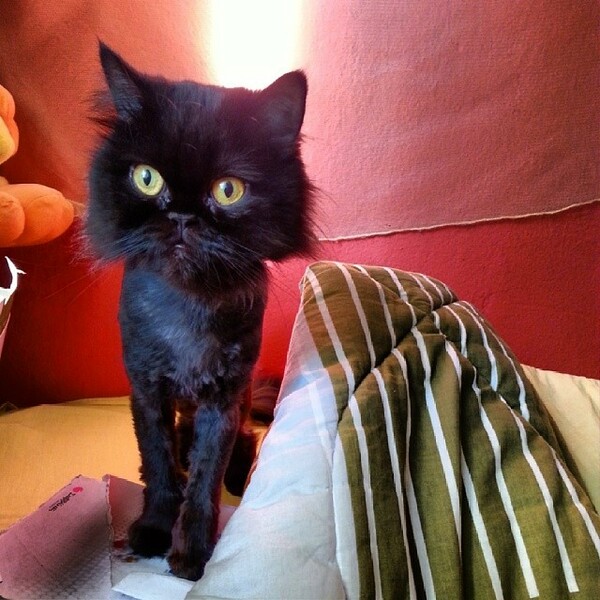 #LIFOPETS (36): Αυτά είναι τα κατοικίδιά μας