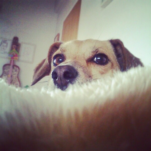 #LIFOPETS (33): Αυτά είναι τα κατοικίδιά μας