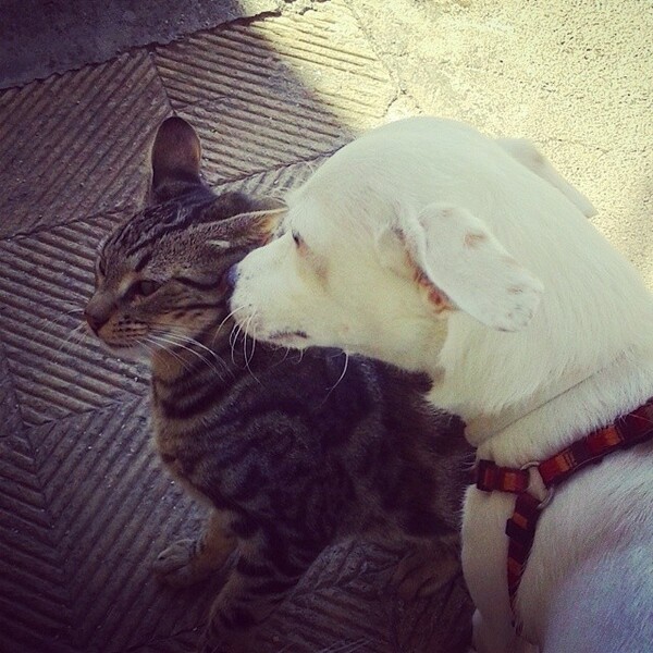 #LIFOPETS (57): Αυτά είναι τα κατοικίδιά μας
