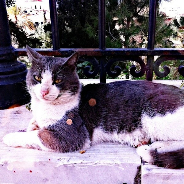 #LIFOPETS (33): Αυτά είναι τα κατοικίδιά μας
