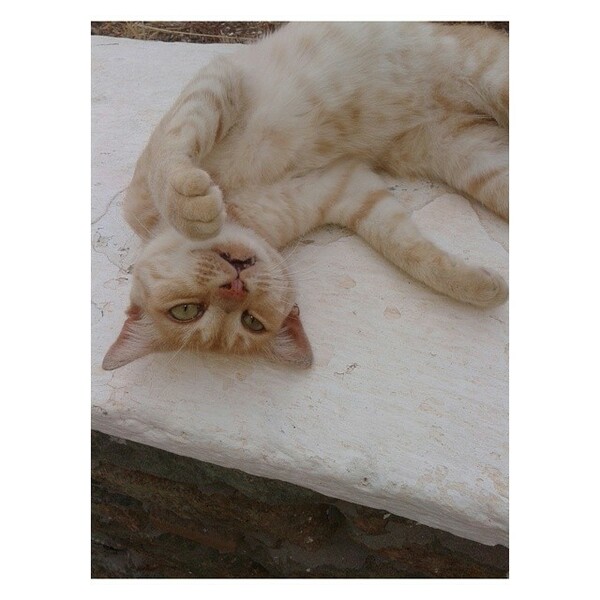 #LIFOPETS (57): Αυτά είναι τα κατοικίδιά μας