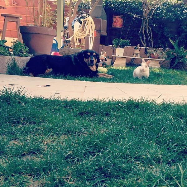 #LIFOPETS (33): Αυτά είναι τα κατοικίδιά μας