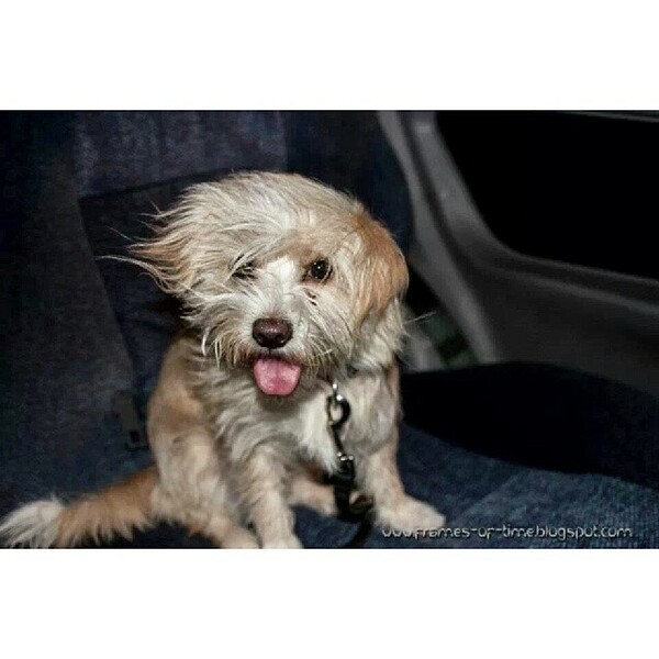 #LIFOPETS (30): Αυτά είναι τα κατοικίδιά μας