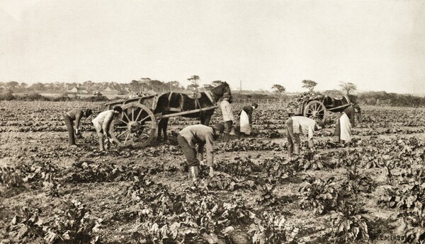 Peter- Henry Emerson | Η αγνή, αγροτική Αγγλία ενός σπουδαίου νατουραλιστή 