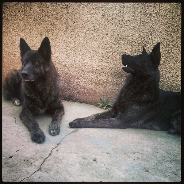 #LIFOPETS (33): Αυτά είναι τα κατοικίδιά μας