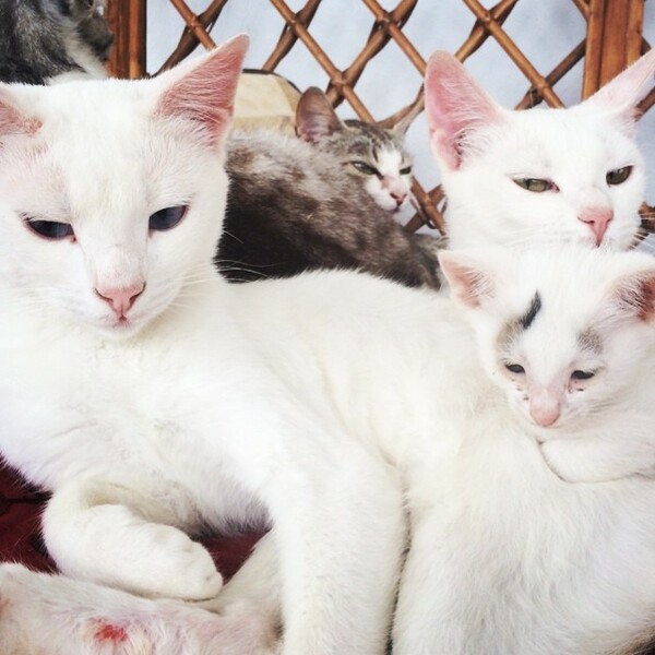 #LIFOPETS (53): Αυτά είναι τα κατοικίδιά μας