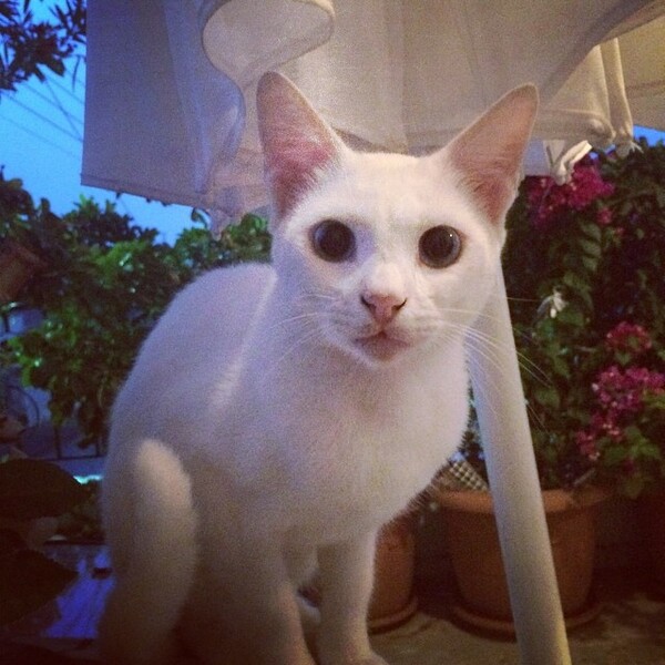 #LIFOPETS (57): Αυτά είναι τα κατοικίδιά μας