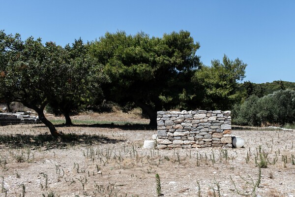 Στη μαγική σκιά ενός αρχαίου ραμνούντα