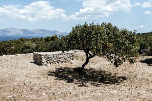 Στη μαγική σκιά ενός αρχαίου ραμνούντα