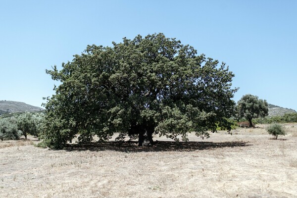 Στη μαγική σκιά ενός αρχαίου ραμνούντα