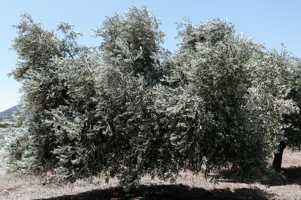 Στη μαγική σκιά ενός αρχαίου ραμνούντα