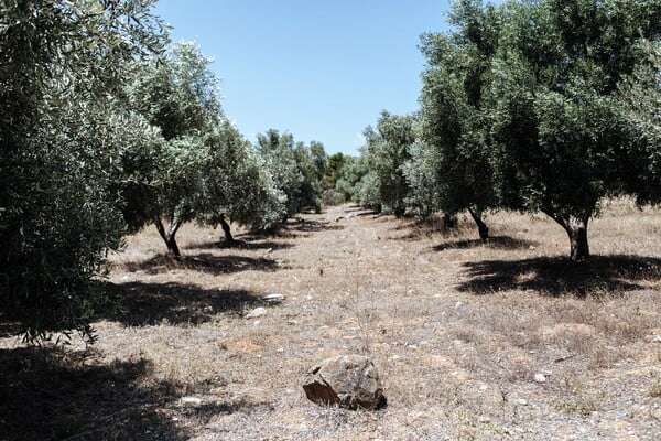 Στη μαγική σκιά ενός αρχαίου ραμνούντα