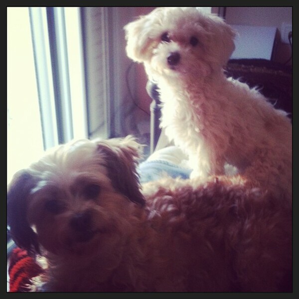 #LIFOPETS (28): Αυτά είναι τα κατοικίδιά μας