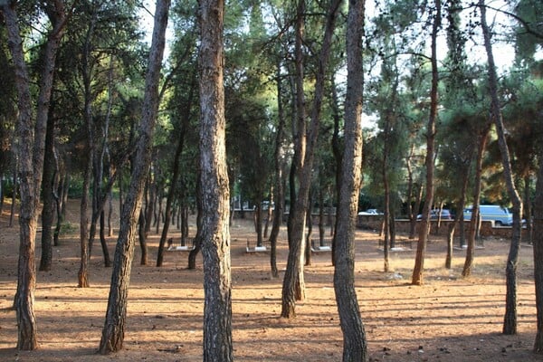 Σε ένα μικρό άλσος στου Παπάγου, γράφτηκε μια μαύρη σελίδα της Ελληνικής Ιστορίας