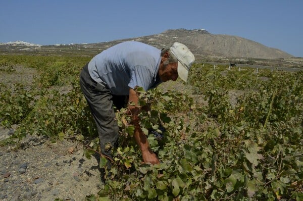 Μια μέρα στη βεντέμα της Σαντορίνης*