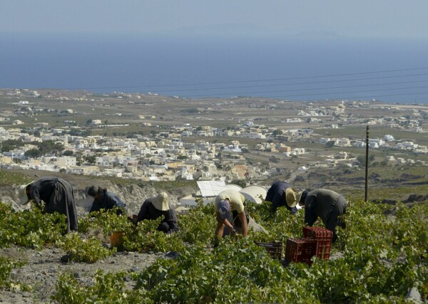 Μια μέρα στη βεντέμα της Σαντορίνης*