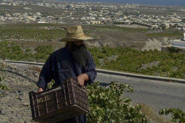 Μια μέρα στη βεντέμα της Σαντορίνης*