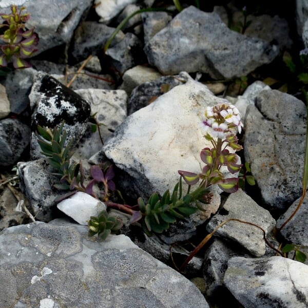 Ένας παθιασμένος φυσιοδίφης εντόπισε και φωτογράφισε όλα τα φυτά του Υμηττού. Τα παρουσιάζει στο LIFO.gr