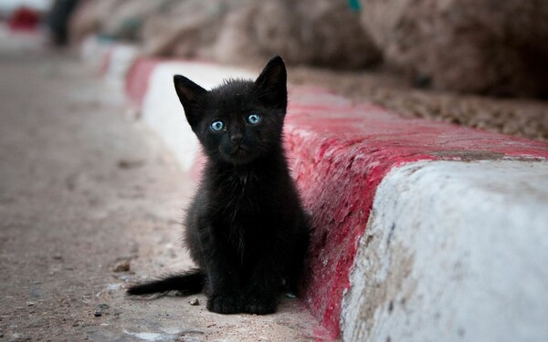 25 ωραιότατες μαύρες γάτες (που αν παλιά τις έκανες παρέα, καταδικαζόσουν  σε θάνατο) | LiFO