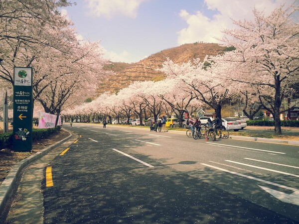 Hanami: η αποθέωση της Άνοιξης