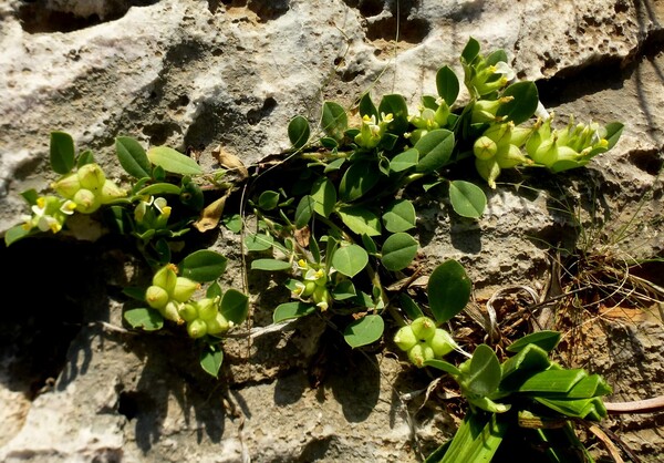 Ένας παθιασμένος φυσιοδίφης εντόπισε και φωτογράφισε όλα τα φυτά του Υμηττού. Τα παρουσιάζει στο LIFO.gr