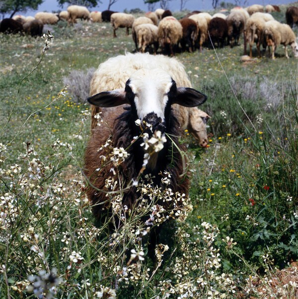 Άνοιξη στη στάνη της Αγίας Μαρίνας Κορωπίου