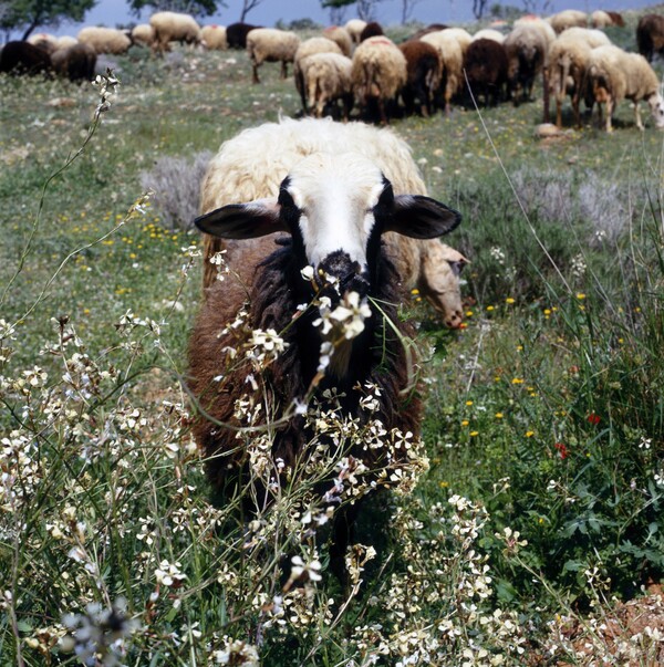  Άνοιξη στη στάνη της Αγίας Μαρίνας Κορωπίου