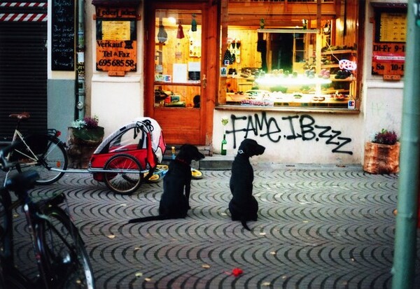 Τα σκυλιά που περιμένουν υπομονετικά