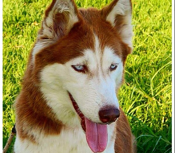 #LIFOPETS (57): Αυτά είναι τα κατοικίδιά μας