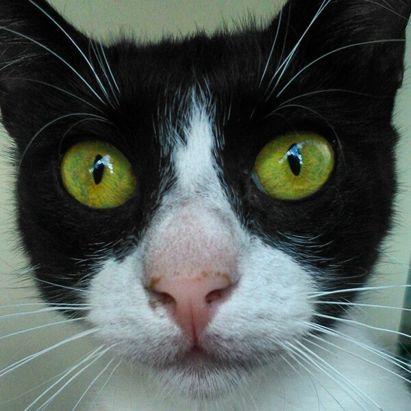 #LIFOPETS (53): Αυτά είναι τα κατοικίδιά μας