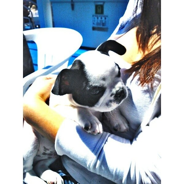 #LIFOPETS (30): Αυτά είναι τα κατοικίδιά μας