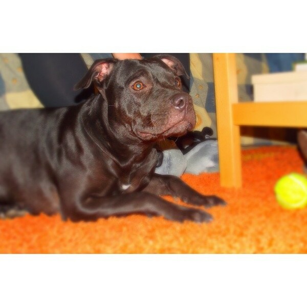 #LIFOPETS (54): Αυτά είναι τα κατοικίδιά μας