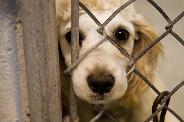 Χρειάζονται αυστηρότερες ποινές σε όσους κακοποιούν ζώα;