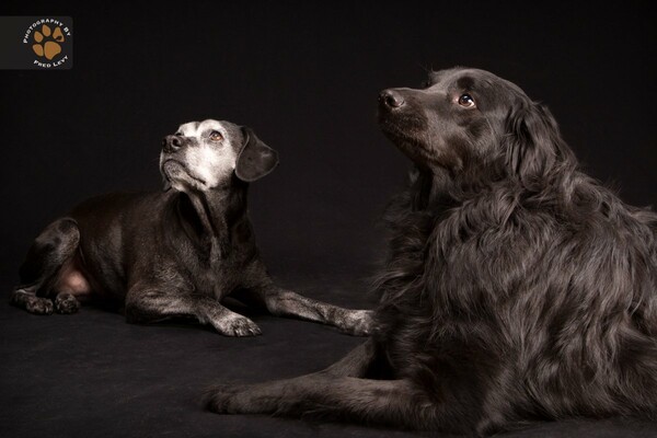 The Black Dog Project: 10 πανέμορφοι μαύροι σκύλοι